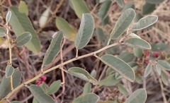 Indigofera monophylla