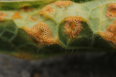Puccinia recondita