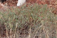 Indigofera monophylla