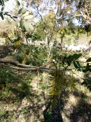 Alvaradoa amorphoides