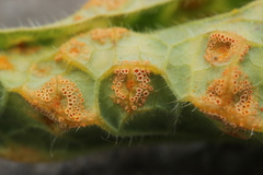 Puccinia recondita