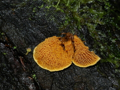 Pseudomerulius