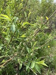 Salix kochiana