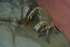 Chasmagnathus convexus