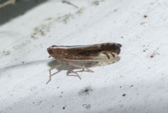 Stenocranus vittatus