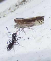 Stenocranus vittatus