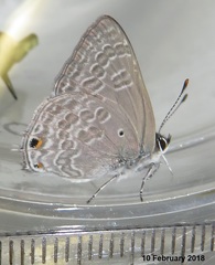 Anthene livida livida