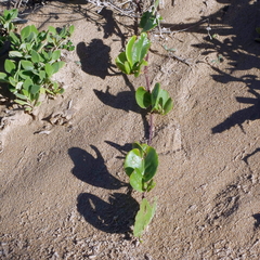 Muehlenbeckia adpressa