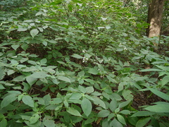 Strobilanthes heyneana