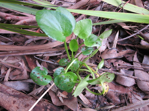 Karri Bogbean (Ornduffia marchantii)