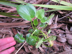 Ornduffia marchantii