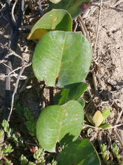 Muehlenbeckia adpressa