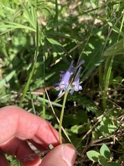 Corydalis pauciflora
