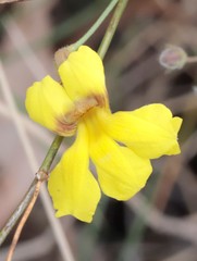 Goodenia nuda