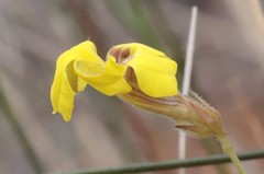 Goodenia nuda