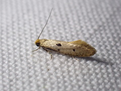 Tinea trinotella