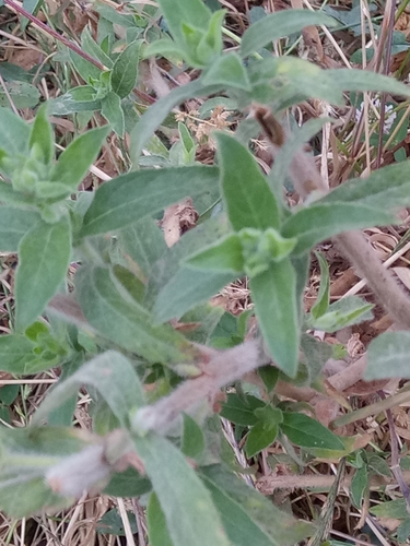 Epilobium hirsutum image