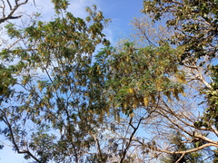 Alvaradoa amorphoides