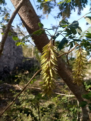 Alvaradoa amorphoides