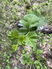 Crataegus maximowiczii