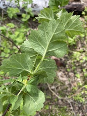 Crataegus maximowiczii