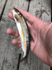 Mylocheilus caurinus