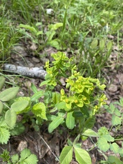 Euphorbia jenisseiensis