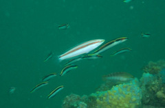 Suezichthys devisi