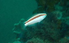 Suezichthys devisi