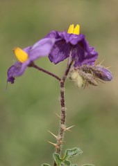 Solanum diversiflorum