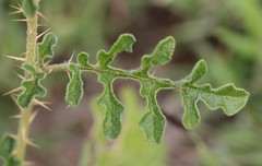 Solanum diversiflorum