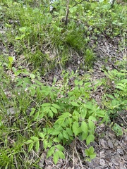 Vicia venosa baicalensis