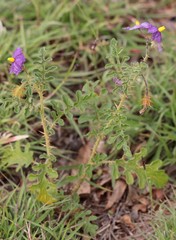 Solanum diversiflorum