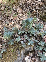 Sedum flavidum
