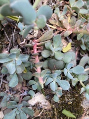 Sedum flavidum