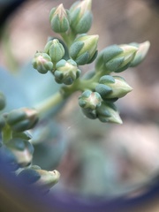 Sedum flavidum