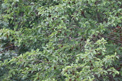 Setophaga coronata auduboni
