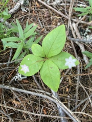 Lysimachia latifolia