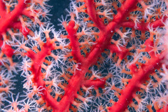 Astrogorgia dumbea