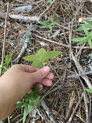 Lysimachia latifolia