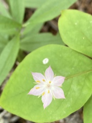 Lysimachia latifolia