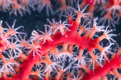 Astrogorgia dumbea