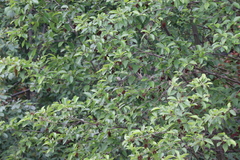 Setophaga coronata auduboni