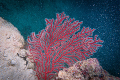 Astrogorgia dumbea