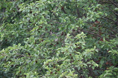 Setophaga coronata auduboni