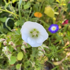 Malope trifida