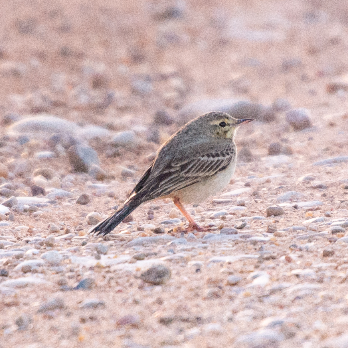 Tawny Pipit