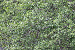 Setophaga coronata auduboni