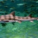 Banded Houndshark - Photo (c) OpenCage Systems, some rights reserved (CC BY-SA)