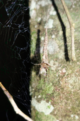 Fecenia ochracea